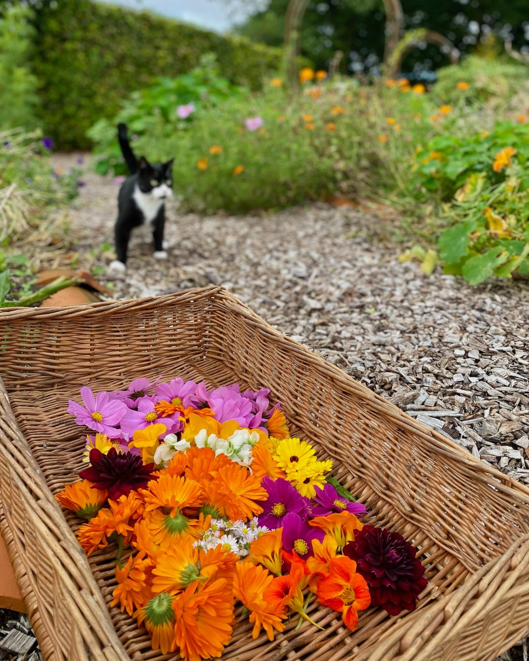 Korb voller bunter Ringelblumen und Kosmeen im Garten, im Hintergrund eine Katze